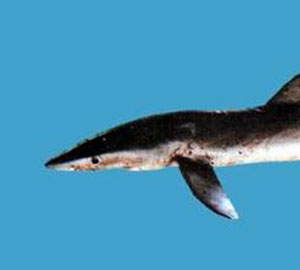锯鲨肝