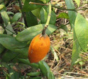 川山橙果