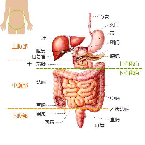 胃在人体的胸骨剑突的下方,肚脐的上部,略偏左.
