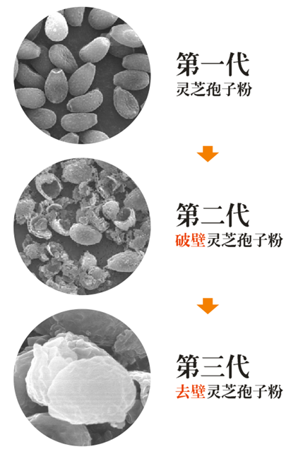 > 正文灵芝孢子粉结构中约90%为壁壳等非药用成分,只有10%为孢子粉的