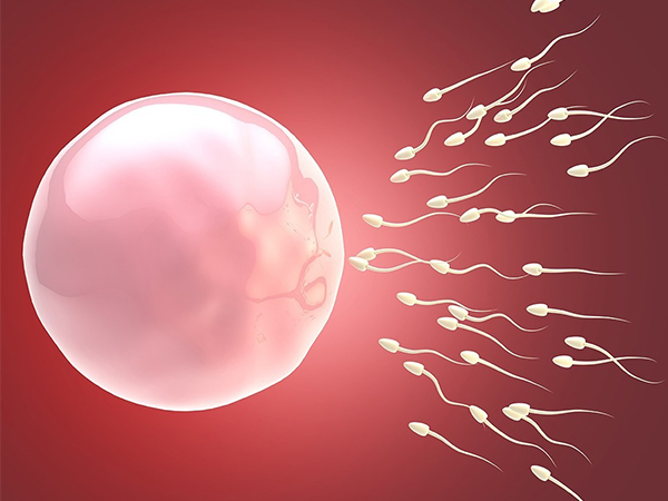四代试管可以改善卵子老化