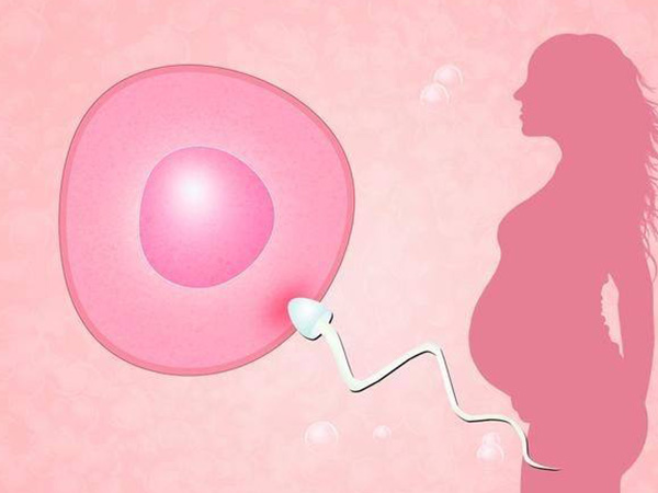 养胚有助于提升二代试管成功率