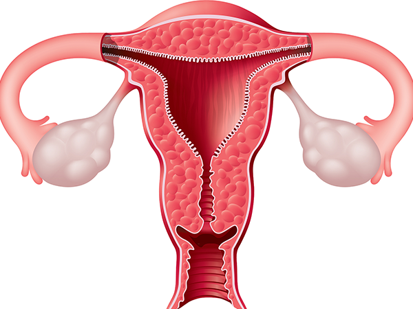 子宫环境影响胚胎着床