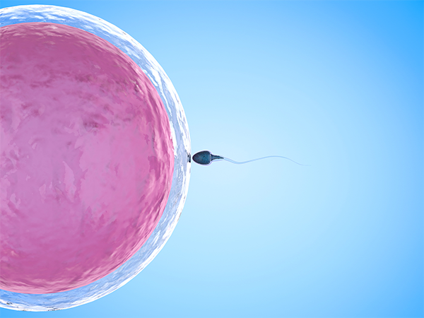 囊胚发育伴随着透明带消失