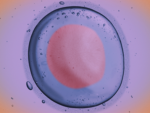 试管移植45天胚胎发育逐渐稳定