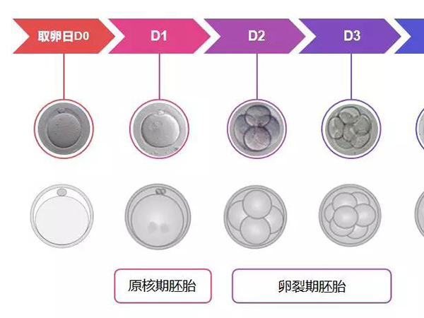 二级胚胎指的是胚胎发育到第三天的状态