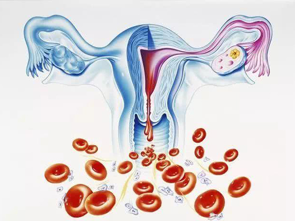 fsh受卵巢功能影响