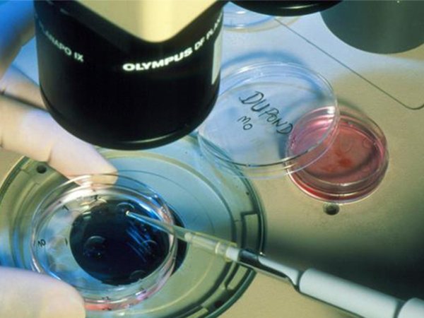 移植胚胎是直接放在子宫里