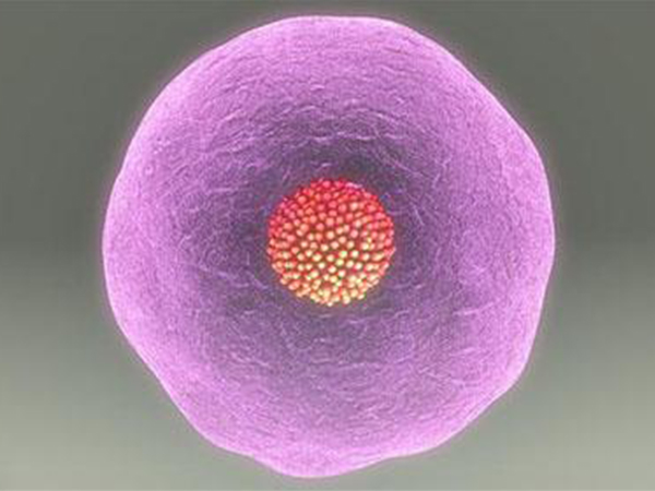 窦卵泡数量要在月经第五天检查