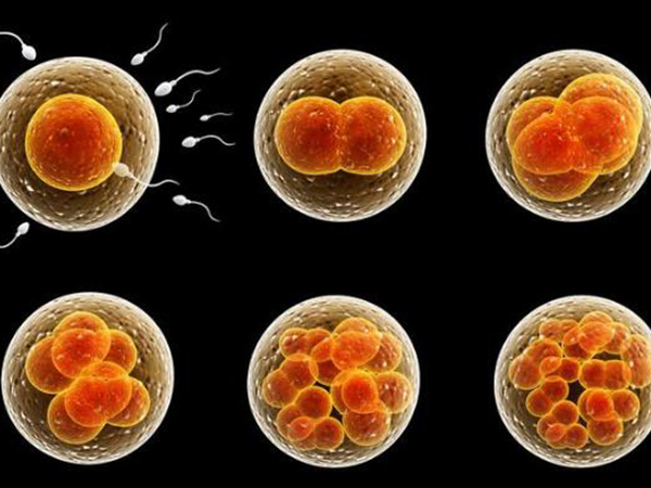 精子和卵子结合形成受精卵