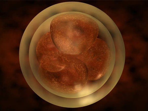 二级胚胎移植成功率不低，8天后没感觉可能是这些原因