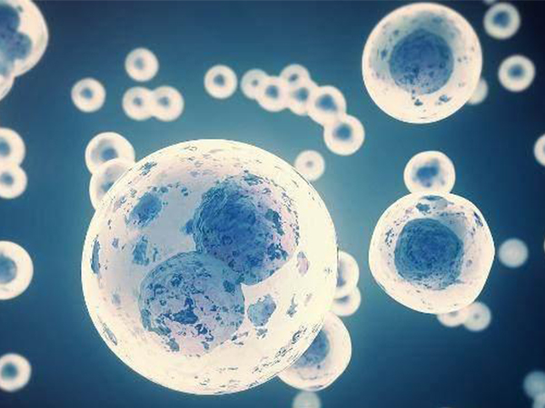 窦卵泡生长发育有三个阶段