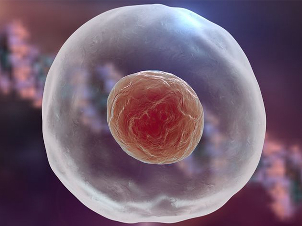 胚胎可以分为四级