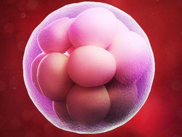 囊胚等级低时也能移植