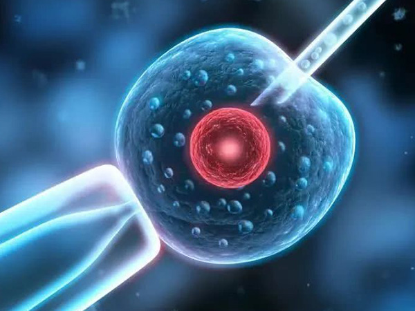 胚胎的发育会受到女性身体条件影响