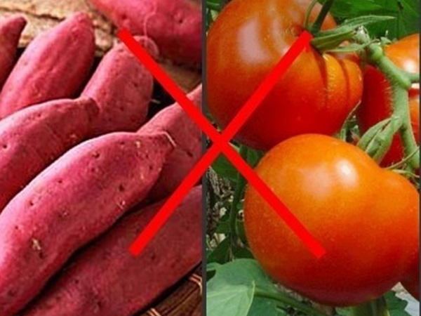 红薯和西红柿不能一起食用