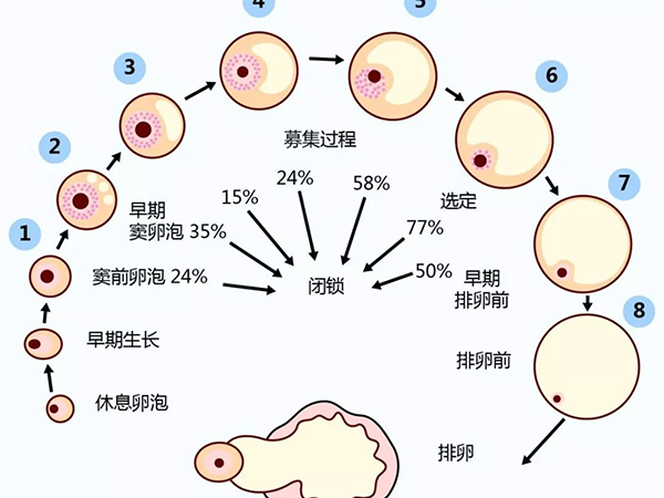 hmg可以促进卵泡发育
