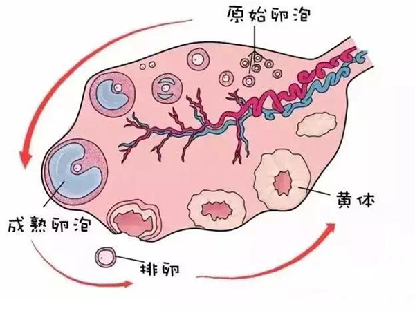 注意优势卵泡排出时间