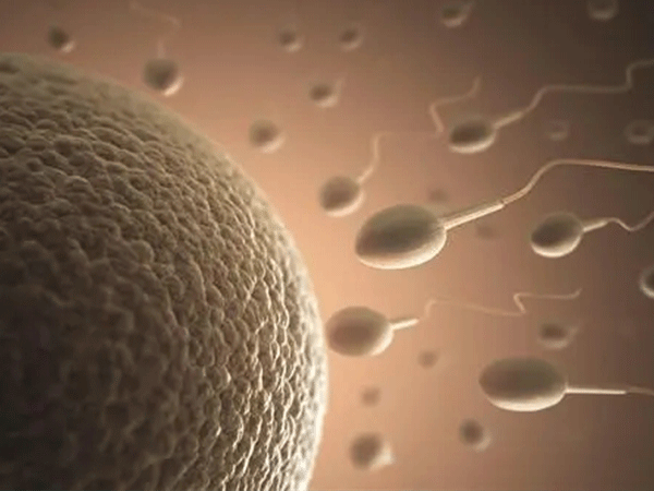长方案移植时间受胚胎质量影响