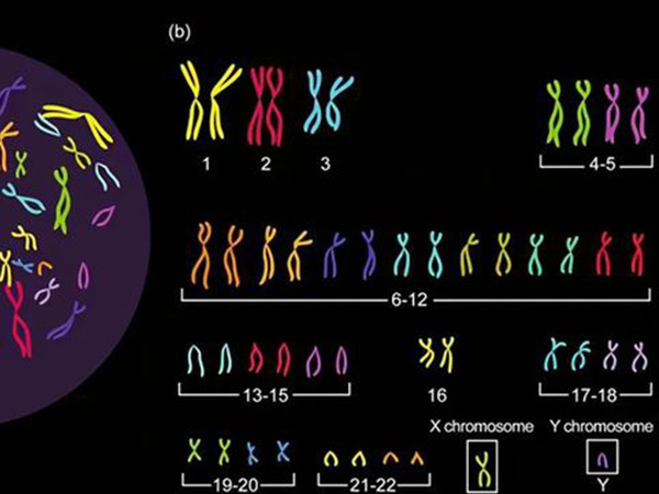 xy精子分离术顾名思义就是能在众多的精子中分理出含有x和y染色体的