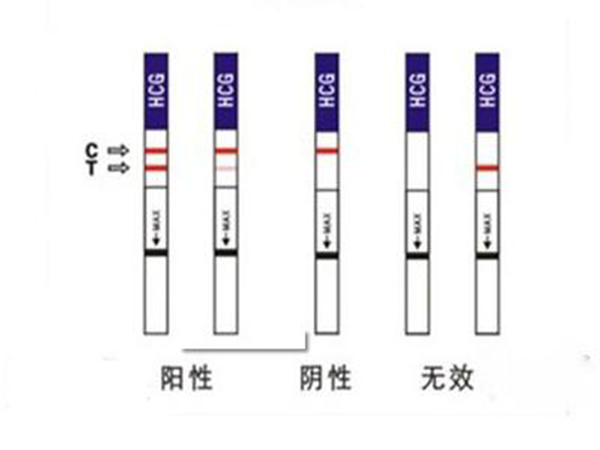 两条红线表示阳性