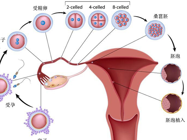 卵巢储备功能低用黄体期促排方案