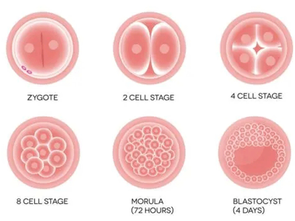 三级胚胎有可能养成优质囊胚