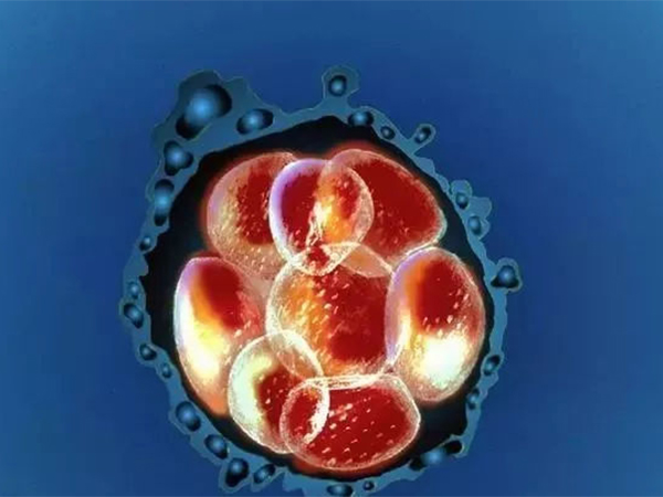 移植鲜胚治疗周期短