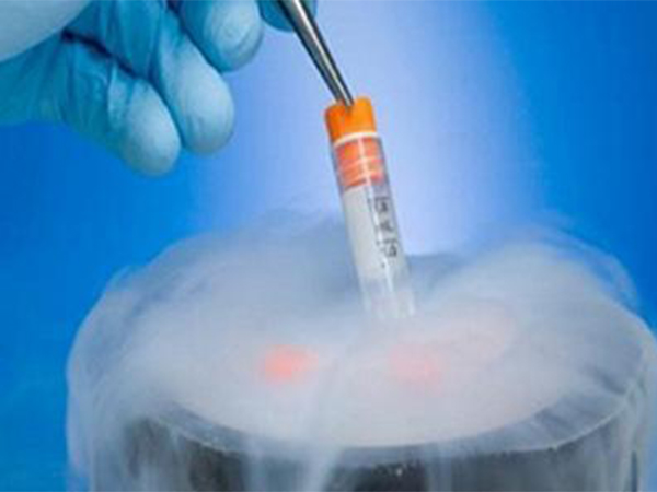 移植一个冻胚成功率大约是20%