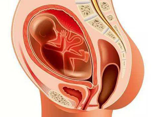 脐带绕颈一般出现在孕中期