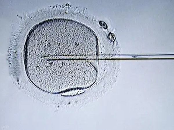 囊胚胚胎要经过体外培养五至六天