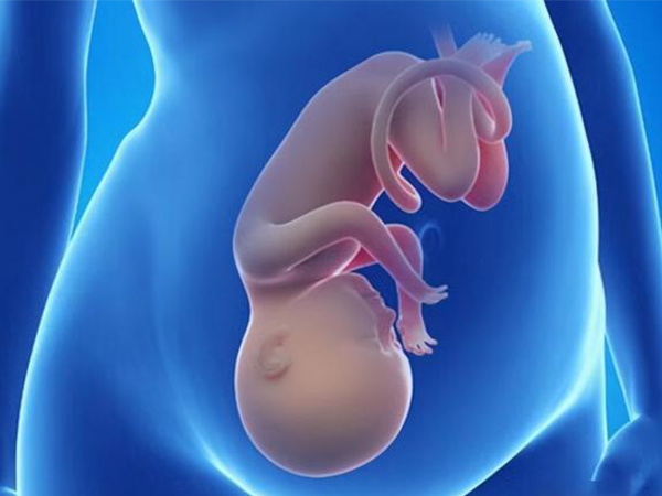 孕中期正常胎位监听胎心要在脐下