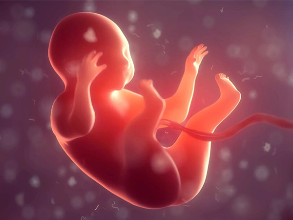 染色体异常的胎儿容易胎停