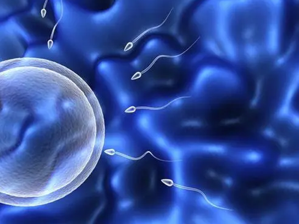 卵泡监测不会影响精子卵子结合