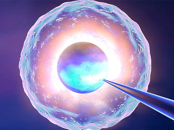 基础卵泡和窦卵泡都属于生长卵泡