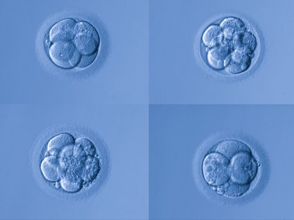 a级囊胚在囊胚质量等级中排行较高