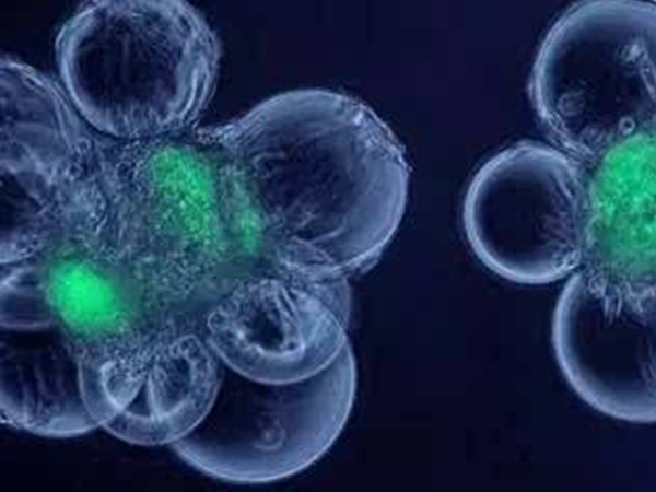 三级胚胎养囊成功率很低
