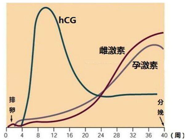 hcg峰值后下降趋势图图片