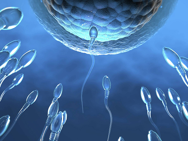 试管加卵子激活能使胚胎成功受精