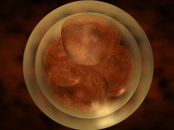 4bb囊胚移植成功率高