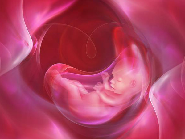 15周胎儿生殖图图片