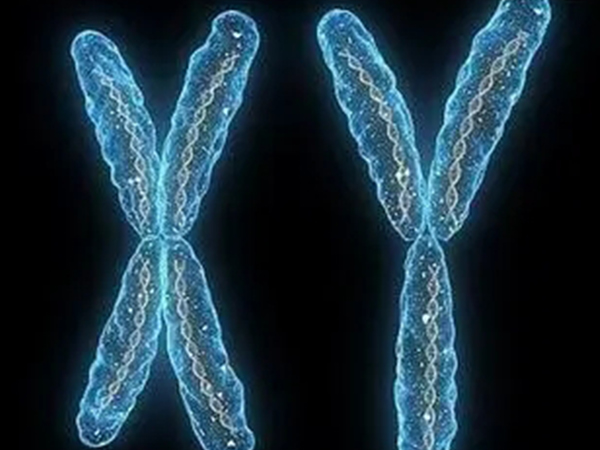 夫妻染色体异常可以做三代试管