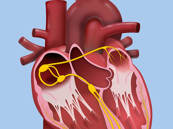 胎儿三尖瓣反流说明心脏未发育完全