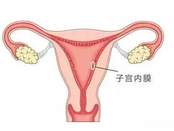 子宫内膜会发生蠕动