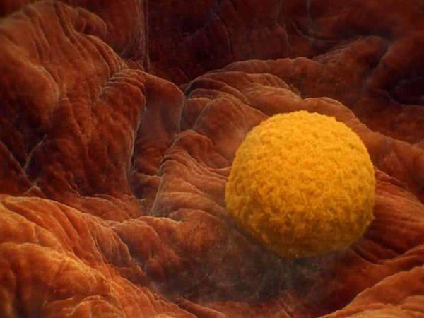 试管移植后从内裤的哪些表现看胚胎是否着床成功了？