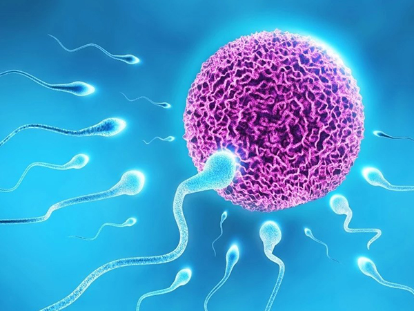 囊胚移植后生男生女的概率基本相同