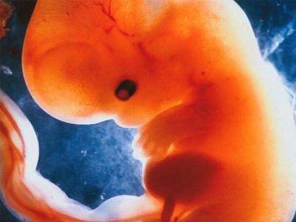 胚芽发育时间不超过孕9周