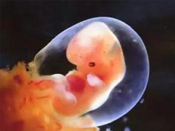 胚芽发育受受精卵影响