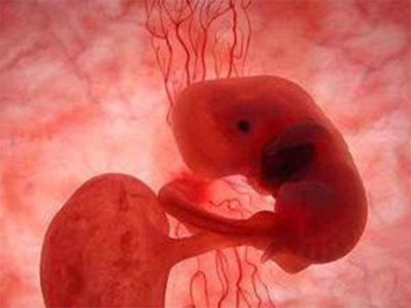 双胎胚芽的发育和单胎是一样的