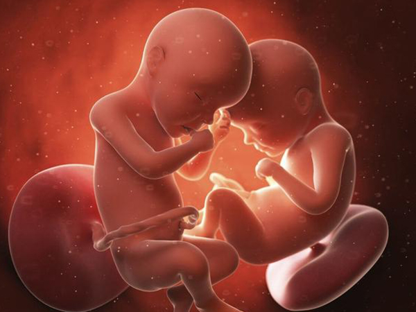 异卵双胞胎有两个胎盘彼此独立发育
